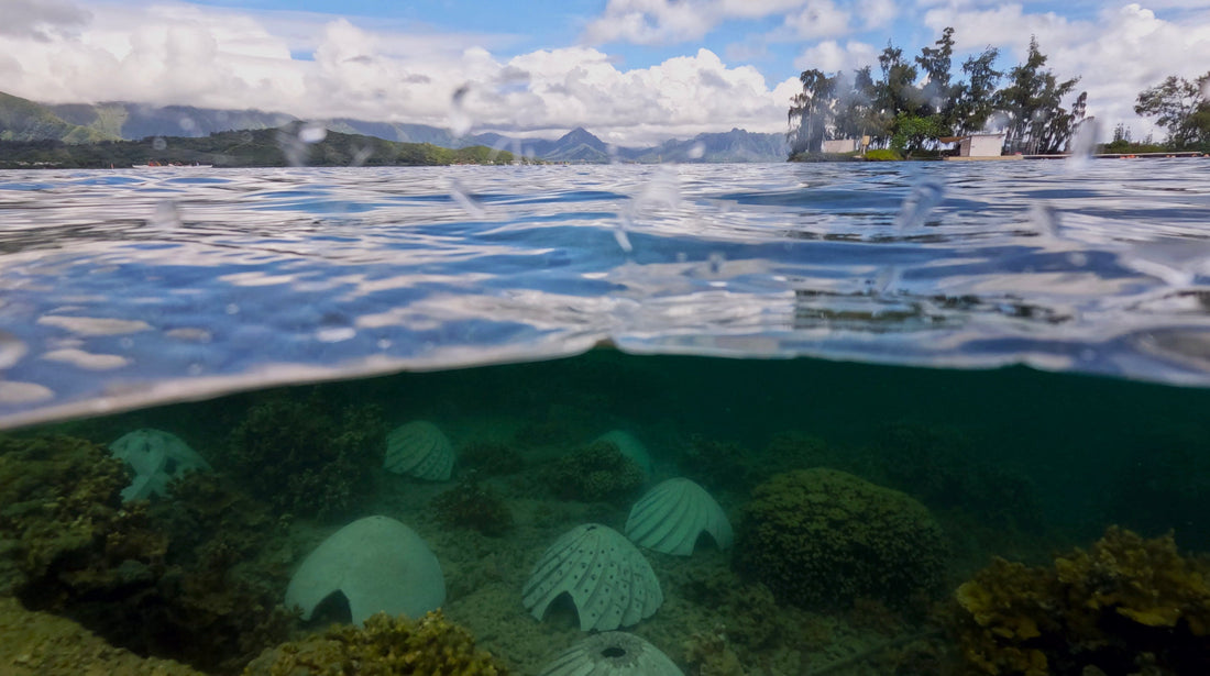 Hawai'i Institute of Marine Biology Erosion Stabilization