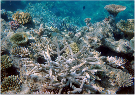 How to Choose Coral Species for Reef Restoration