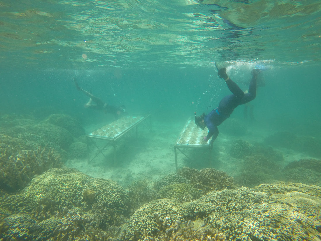 Spirals That Save Reefs