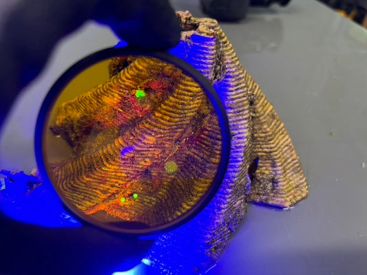 Larval Settlement Potential and Site Suitability Assays