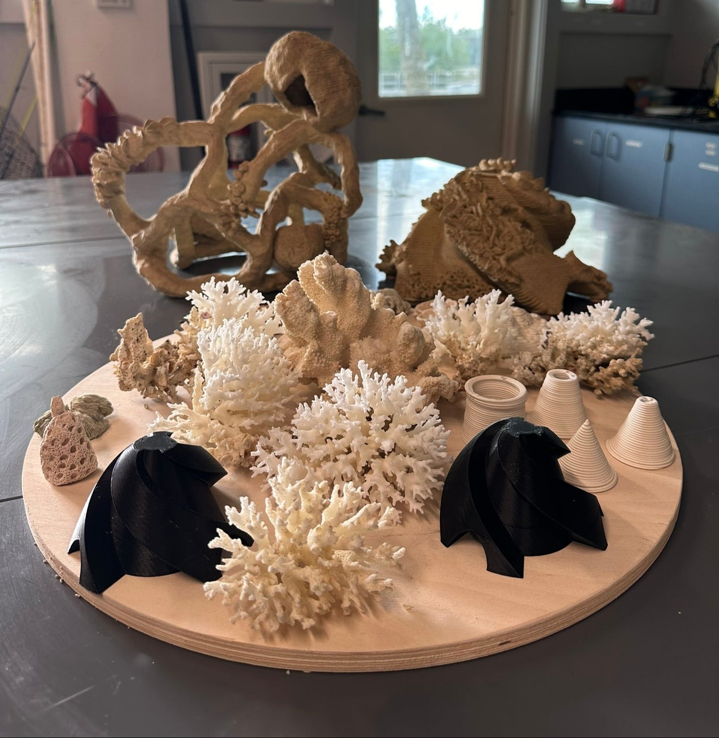 Coral Settlement Preference Assays