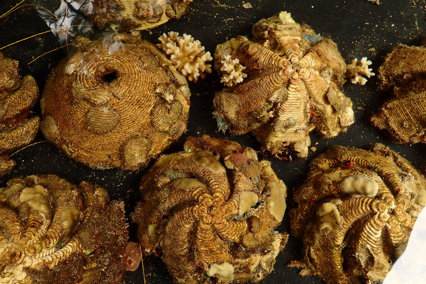 Coral Settlement Preference Assays
