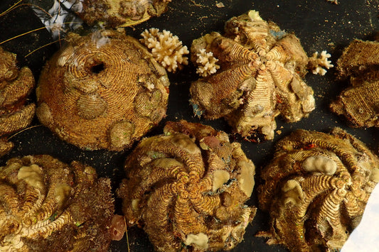 Coral Settlement Preference Assays