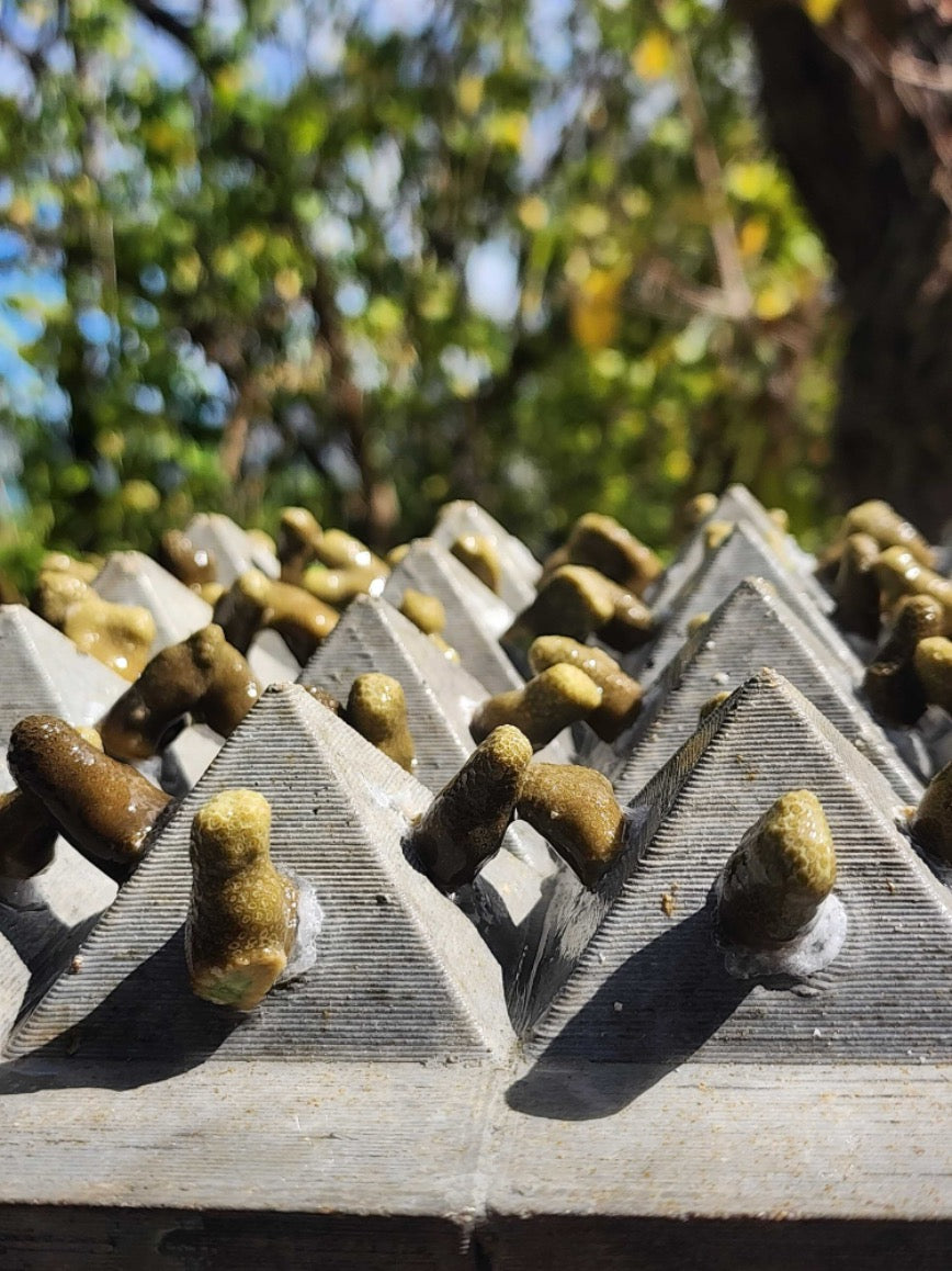 Coral Translocation and Seeding
