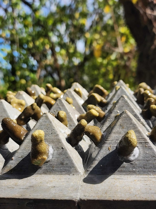 Coral Translocation and Seeding