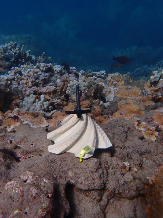 Coral Settlement Module Anchor